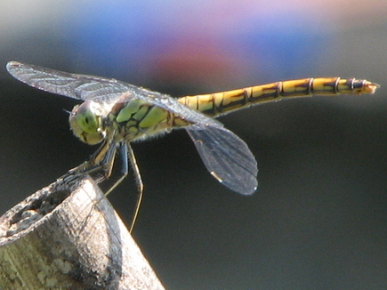 Libellulidae: Sympetrum striolatum